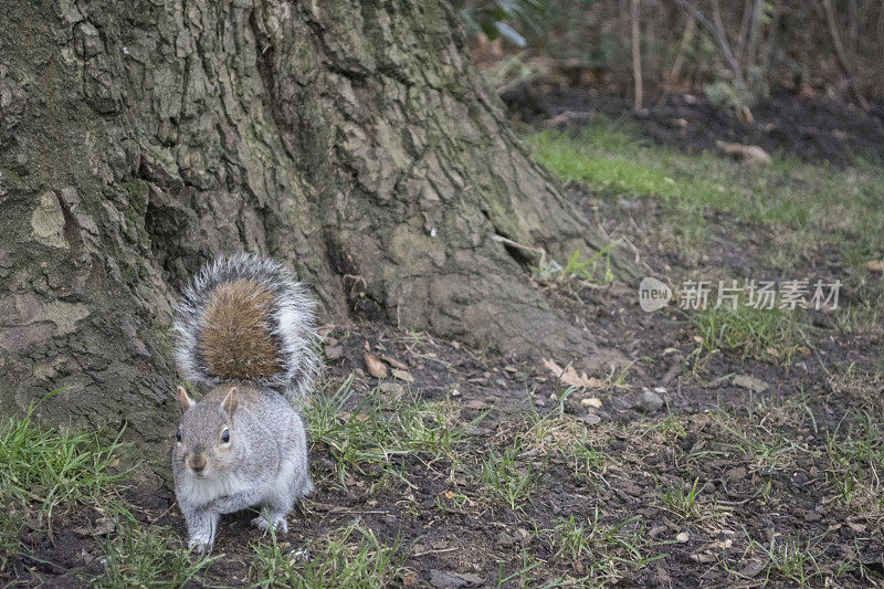 东部灰松鼠(Sciurus carolinensis)